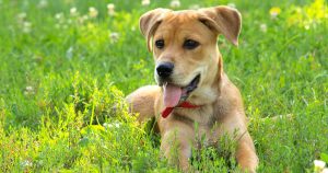 Cute dog lying in the grass at a dog park..