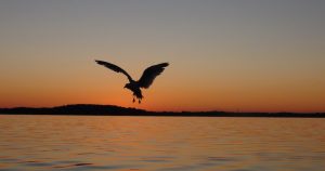 A bird flying across a stunning sunrise at Lake Medota near Madison, WI.