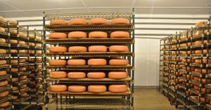 Cheese wheels aging in the Cheese Cave at Uplands.