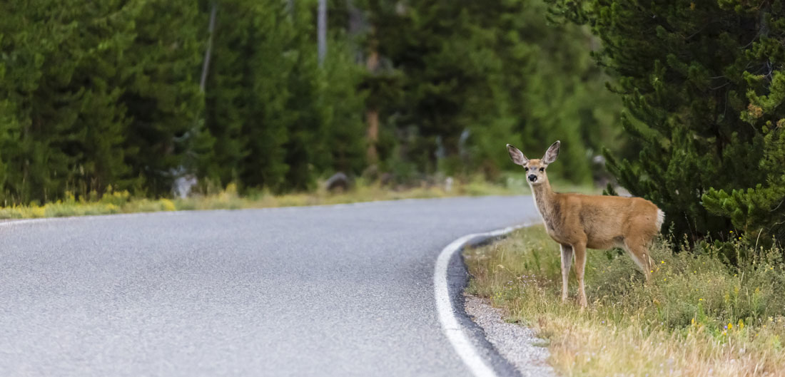 Deer Collision Repair Costs | Can Hitting a Deer Total Your Car?