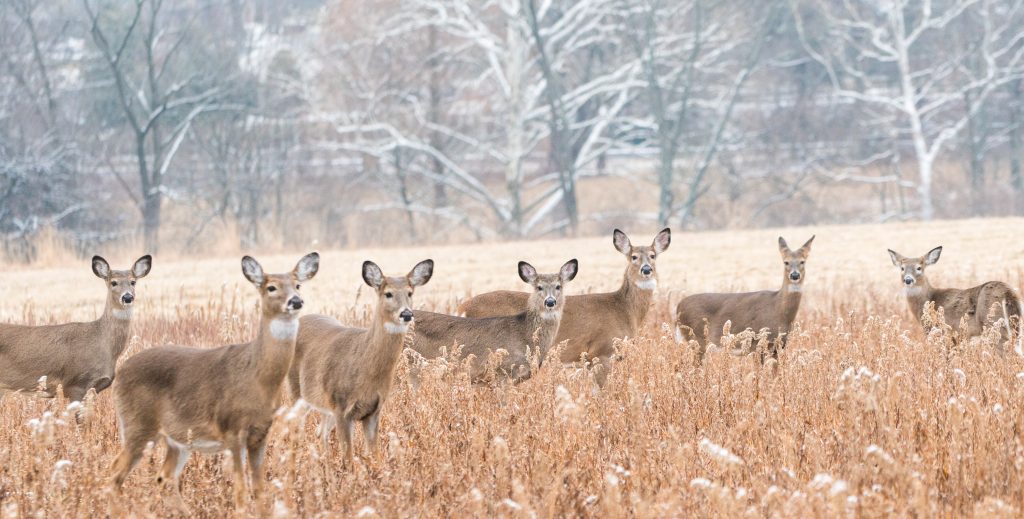 Heard of white-tailed deer in a field