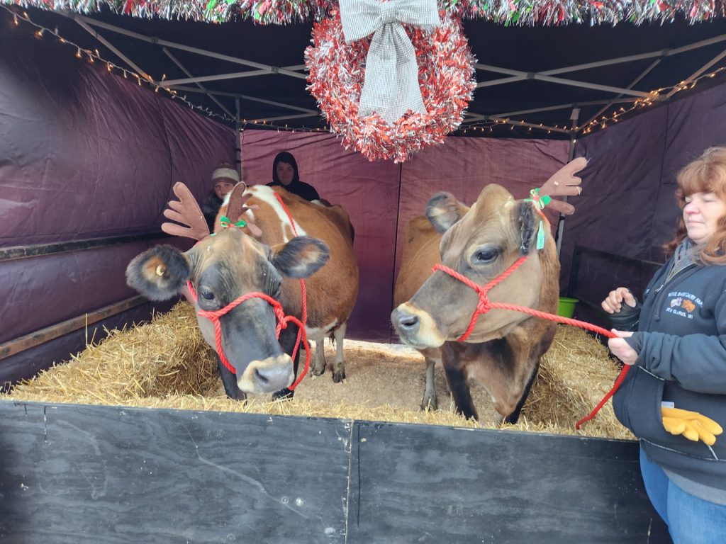 Cows with fake reindeer antlers